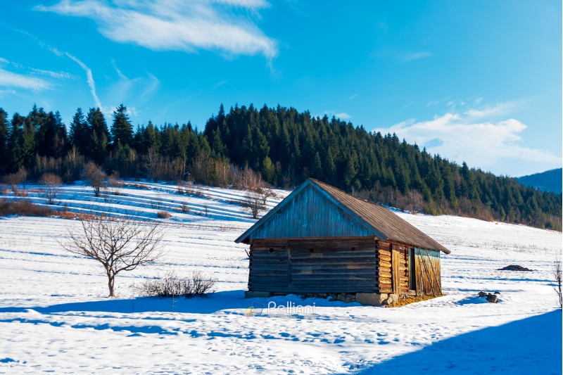 abandoned barn in Carpathian mountains. beautiful sunny winter weather. spruce forest in the distance