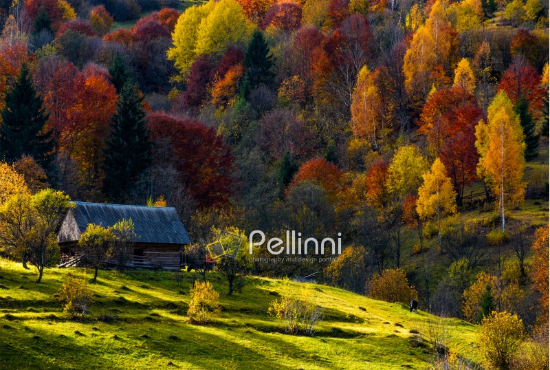 cow grazing on a meadow near abandoned wooden house in autumn forest. beautiful rural scenery on sunny sunset
