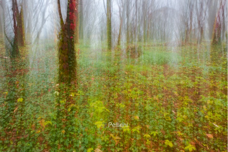 abstract motion blur of autumn forest trees in fog