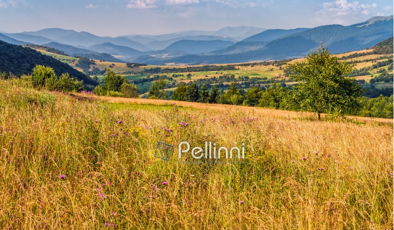 agricultural hay field in mountains. tree on the grassy meadow. beautiful rural landscape