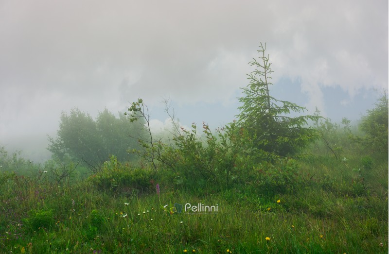 alpine meadow in fog and mist. beautiful and mysterious scenery inside the cloud.