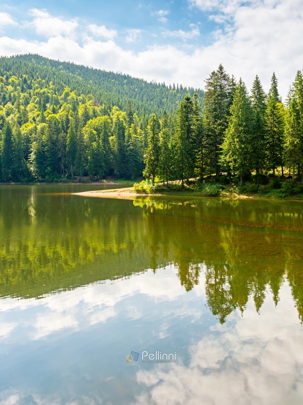 alpine scenery with lake and forest on hill. outdoor adventure. beauty of carpathian mountain nature in summer. green landscape on a sunny day. coniferous trees reflection in water. vacation season