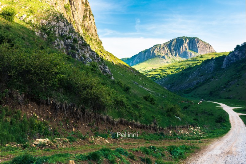 amazing countryside in romania mountains. huge cliffs above grassy meadows. cattle of cows grazing in  the distance. road in to the gorge. beautiful landscape in springtime at sunrise