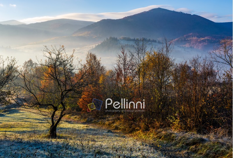 apple orchard in mountains at autumn sunrise. trees with red foliage on frosted grass early in the morning. gorgeous countryside landscape in foggy weather