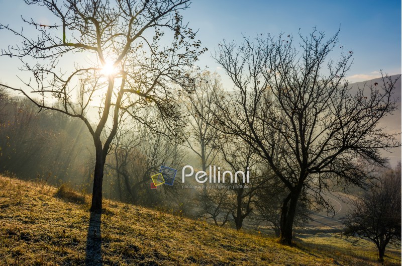 apple orchard on hillside at autumn sunrise. naked trees on frosted grass early in the morning near the road. lovely rural scenery in foggy weather