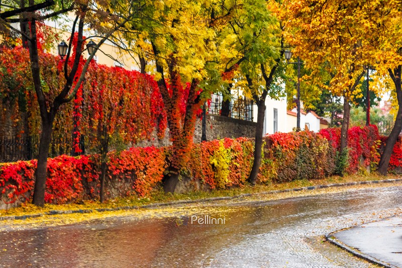 area of the old city center with lantern near wall in colorful foliage. deciduous trees in autumn reflecting on the wet street