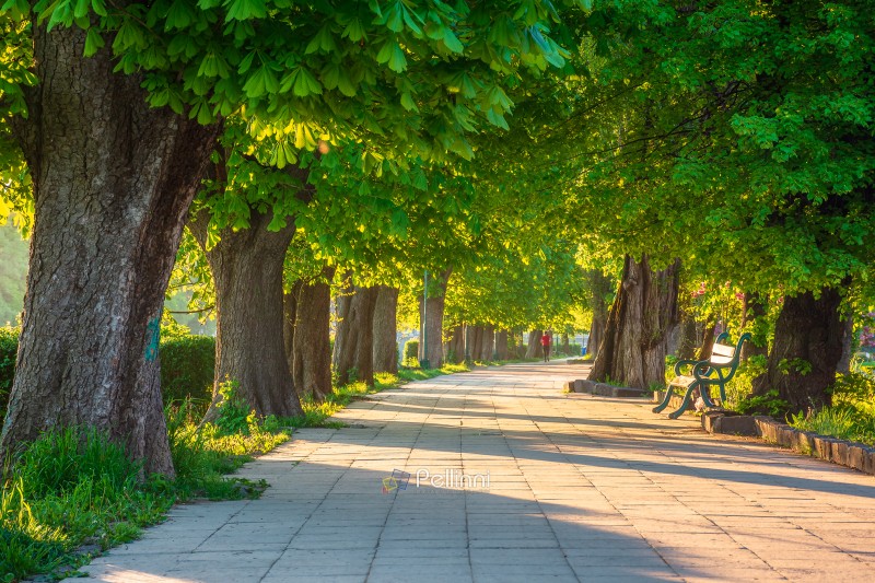 area of the old city park. lantern near wooden bench under lush chestnut trees along wide walking path in morning light. empty urban landscape in springtime. cozy place in uzhhorod, ukraine