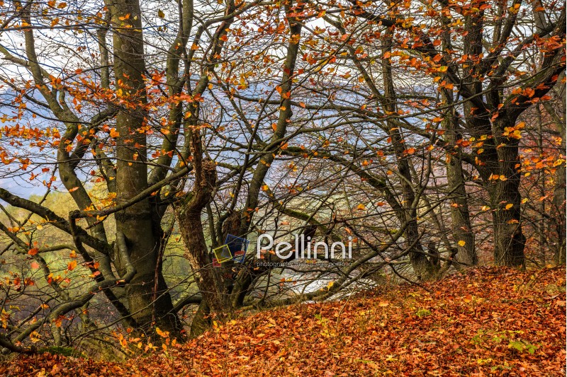 forest; green; nature; foliage; park; scenic; red; trees; wood; yellow; landscape; autumn; fall; tree; grass; wooden; leaf; wilderness; old; background; season; outdoor; bush; wood