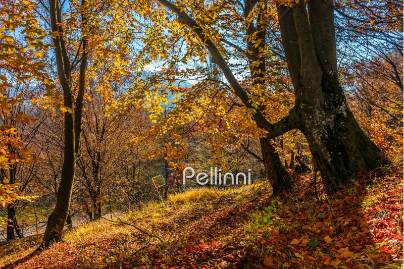 forest; green; nature; foliage; park; scenic; red; tree; wood; yellow; blue; sky; landscape; autumn; fall; tree; grass; wooden; leaf; warm; carpet; wilderness; old; background; season; outdoor; bush; wood
