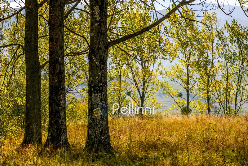trees with yellow foliage. lovely autumn forest backgroud