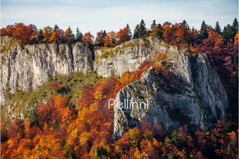 autumn forest on a rocky cliff. gorgeous nature scenery in mountains