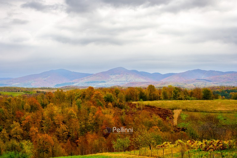 autumn landscape in mountains with village in the valley. overcast morning sky over carpathian countryside in fall season. beautiful location with colorful forest