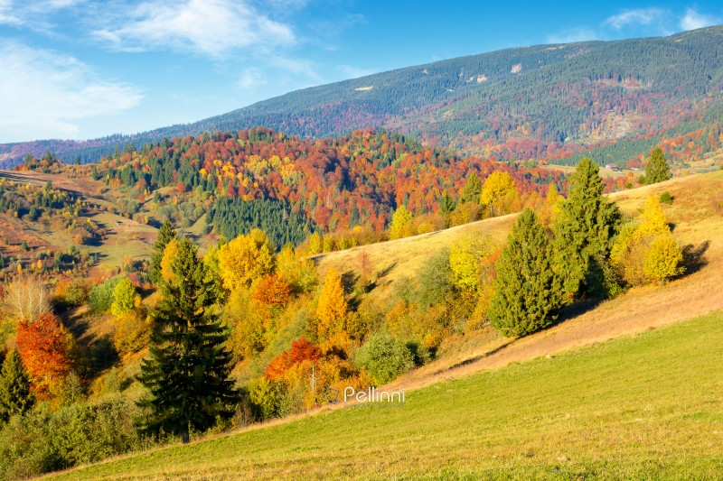 autumn mountain landscape in the afternoon. beautiful countryside in highlands of ukraine with rural fields and colorful deciduous trees. rolling hills of transcarpathia in evening light