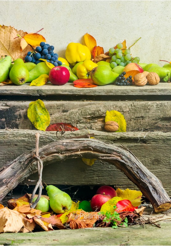 autumnal harvest still life with apples, pears, grapes, nuts and berries in foliage on wooden board and white wall background