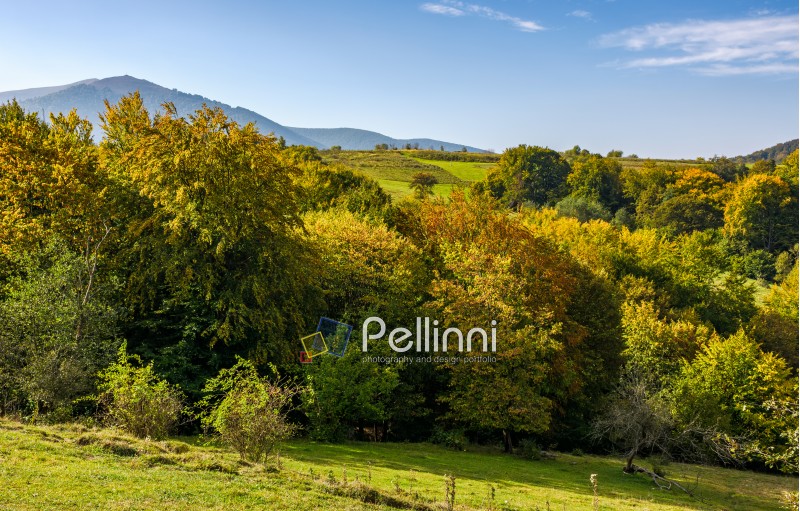 autumnal forest with colorful foliage on hills in mountainous countryside. lovely sunny autumn mountain landscape