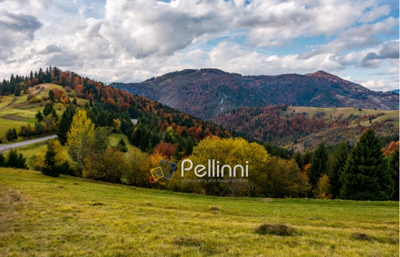 autumnal scenery in Carpathian mountains. beautiful countryside with colorful foliage forest on a cloudy day