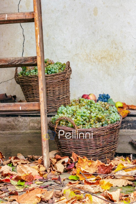 autumn fruit still life with apples, quince, grapes and leaves near the wooden ladder