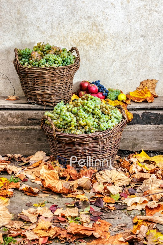 autumnal fruit still life with apples, quince, grapes and leaves on old wall background