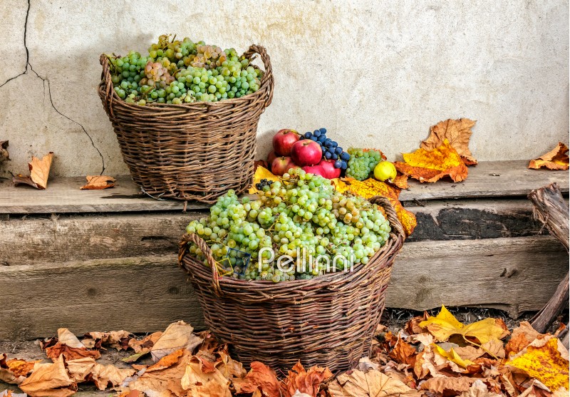 autumnal fruit still life with apples, quince, grapes and leaves on old wall background