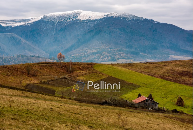 abandoned wooden barn and lonely tree with yellow foliage, on hillside in high mountains with snowy tops. magnificent deep autumn countryside landscape