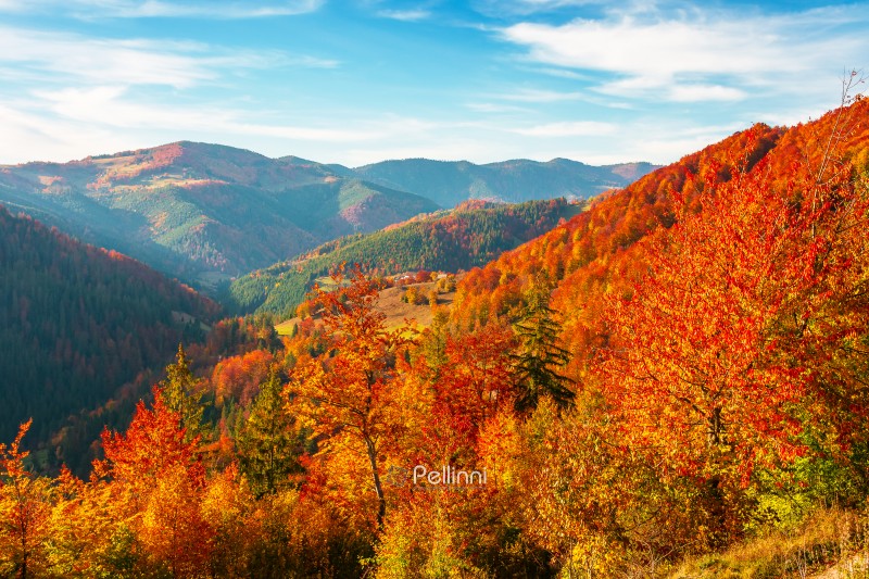 beautiful autumn afternoon in Apuseni mountains. forest on the e beautiful autumn afternoon in Apuseni mountains. forest on the edge of a hill in fall colors. wonderful countryside nature of Romania on a sunny weather in evening