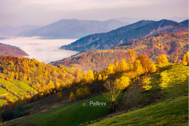 beautiful autumn countryside. trees in yellow foliage. cloud inversion in the distant valley