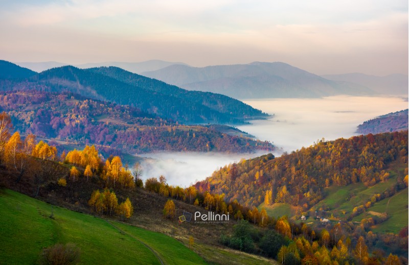 beautiful autumn dawn in mountainous rural area. yellow foliage on trees and fog in the distant valley