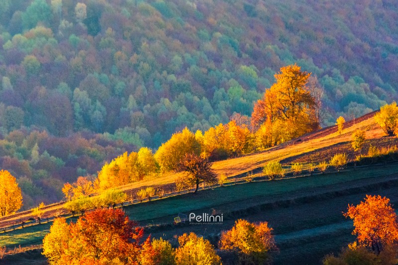 beautiful autumn forenoon in mountains. trees on the edge of a h beautiful autumn forenoon in mountains. trees on the edge of a hill in fall colors. wonderful countryside of Ukraine on a sunny weather in morning