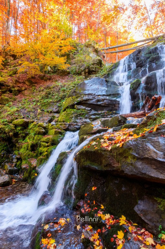 beautiful autumn landscape with waterfall shypit. popular destination in carpathian mountains of ukraine. forest in golden leaves. amazing sunny weather during fall season