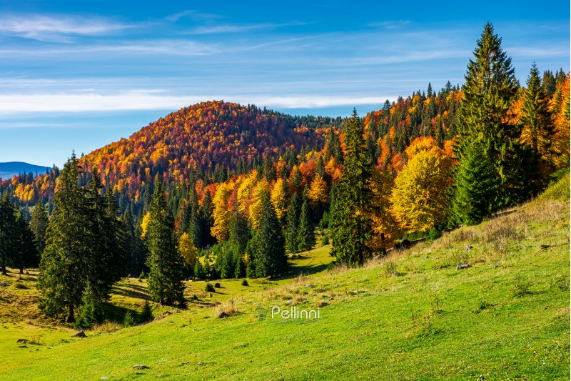 beautiful autumnal landscape of Apuseni mountains. colorful foliage on trees. tall spruce trees on the grassy hillside. mountain ridge far in the distance under the blue sky