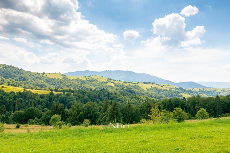 beautiful countryside of ukraine. green organic pasture. sunny day. scenic summer landscape in carpathian mountains. grassy field and rolling hills. rural scenery. lush woods