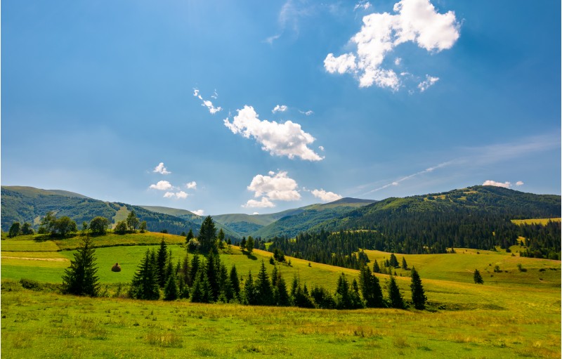 beautiful countryside summer landscape. spruce trees on a rolling grassy hills at the foot of Borzhava mountain ridge. Fine weather with some clouds on a blue sky