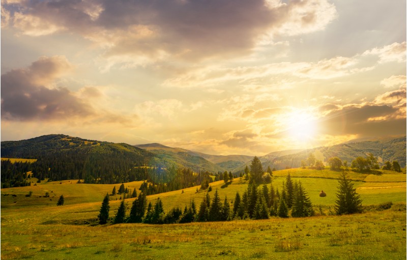 beautiful countryside summer landscape at sunset. spruce trees on a rolling grassy hills at the foot of Borzhava mountain ridge. Fine weather with some clouds on a blue sky