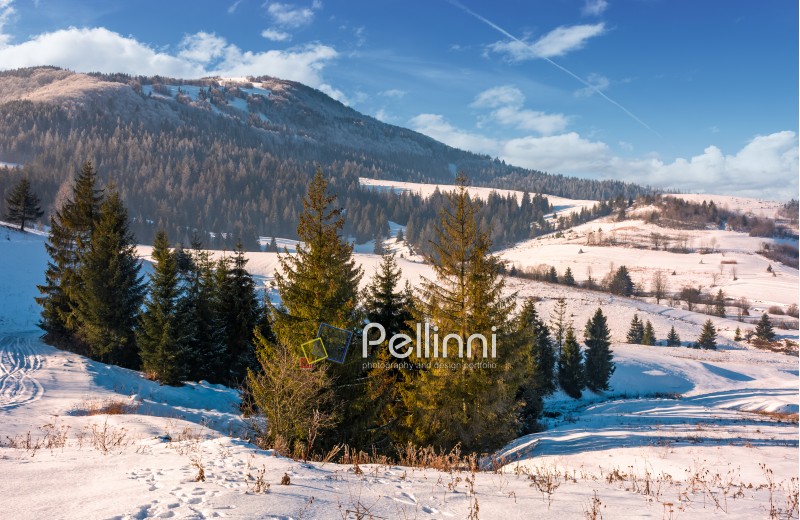 beautiful countryside with conifer forest. lovely landscape in mountains on a bright winter day