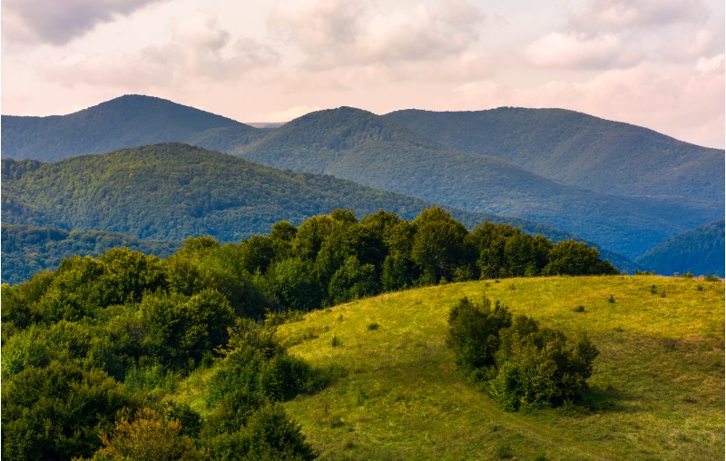 beautiful countryside with forested rolling hills. lovely Landscape of Carpathian mountains in early autumn season