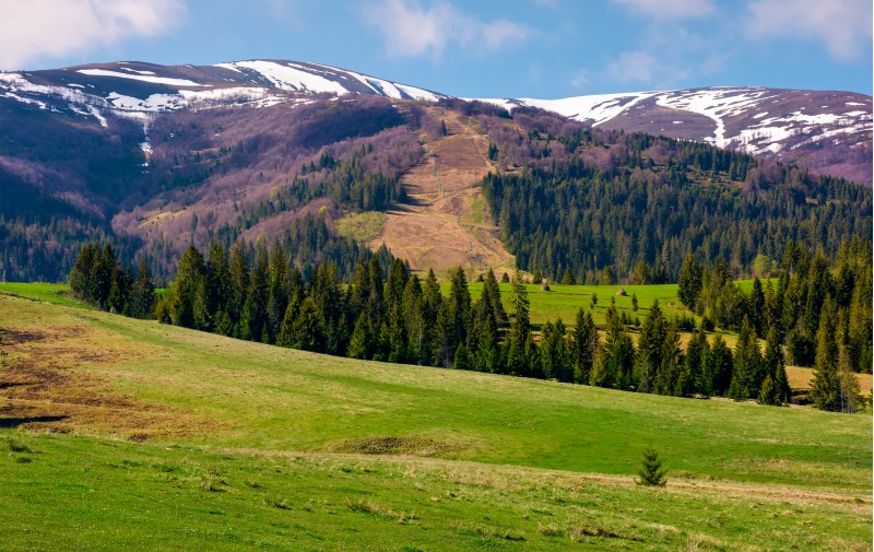 beautiful countryside with snow on mountain top. lovely mountainous landscape with spruce forest in springtime