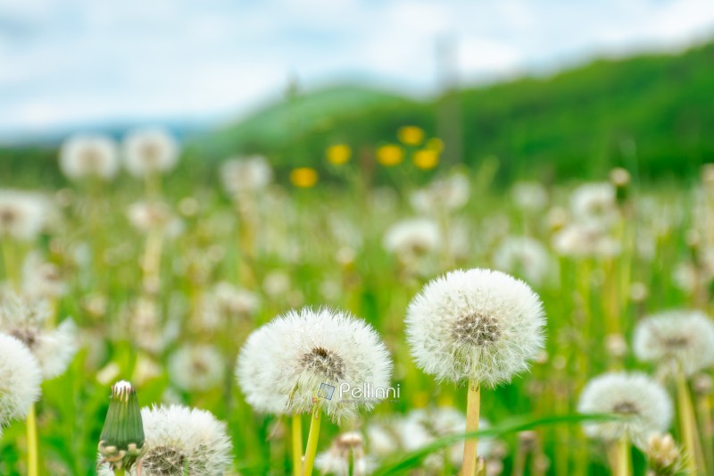 beautiful dandelion meadow in a countryside scenery. spring wall beautiful dandelion meadow in a countryside scenery. spring wallpaper with flower field and mountain landscape in the background. close up picture of many taraxacum weed in bloom