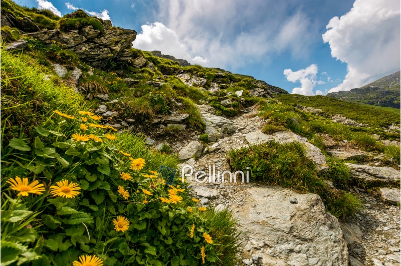 beautiful flowers among the grass on Steep slope of rocky hillside