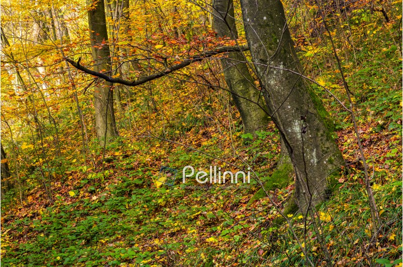 beautiful forest background in golden foliage. lovely autumnal nature scenery
