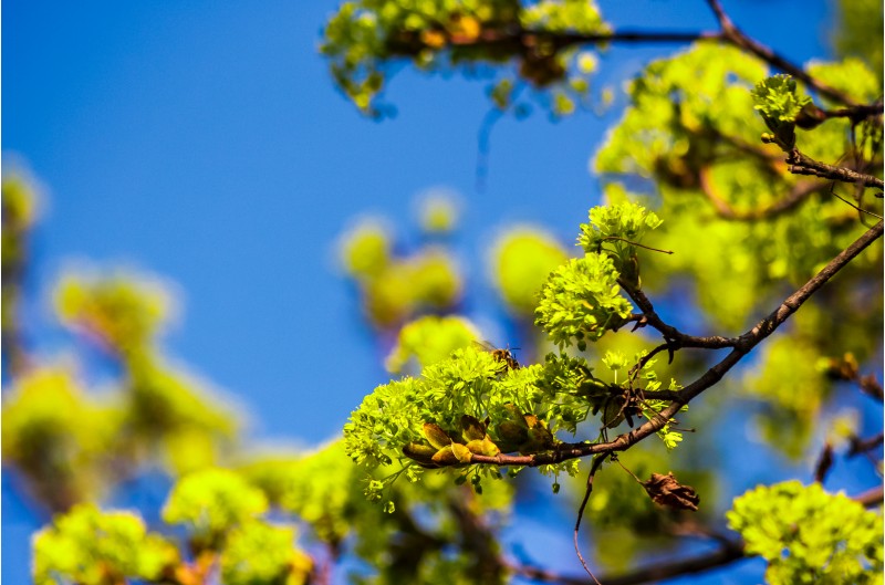 beautiful green foliage of tree in springtime. vivid natural background
