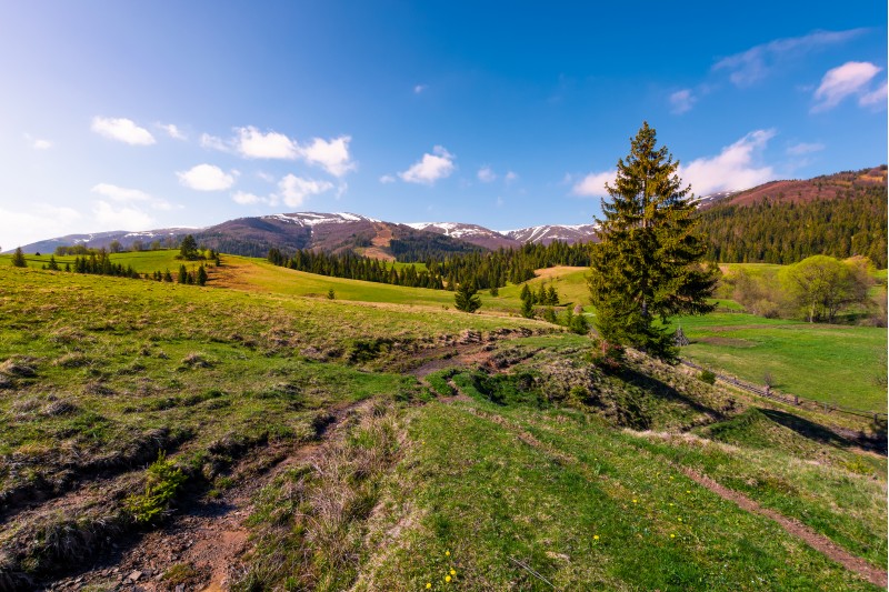 beautiful green valley in springtime. spruce forest on grassy slopes in the morning light. Borzhava mountain ridge with snowy tops in the distance under the blue sky with some clouds