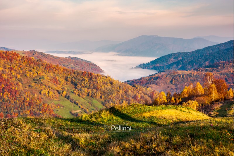 beautiful landscape at foggy autumn sunrise. red foliage on forested hills. cloud inversion in distant valley. beautiful season colors