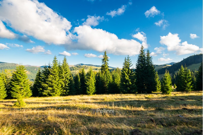 beautiful landscape of Apuseni mountains in autumn. spruce forest on a grassy hill. gorgeous cloudscape above the ridge. travel Romania discover europe concept