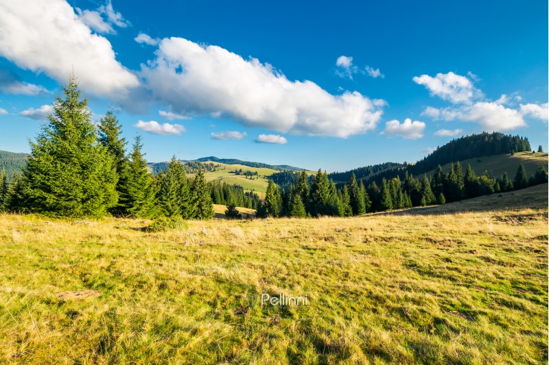 beautiful landscape of Apuseni mountains in autumn. spruce forest on a grassy meadow. gorgeous cloudscape above the ridge. travel Romania discover europe concept