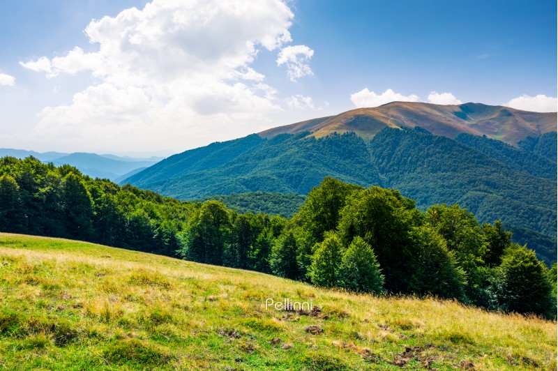beautiful landscape of Carpathian mountains. forested hills and Apetska mountain in the distance in summer