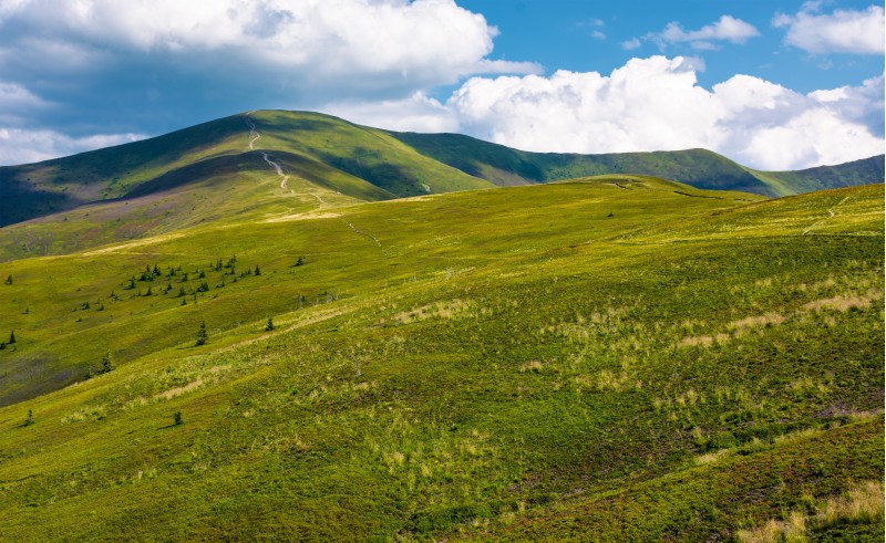beautiful landscape of Carpathian mountains. grassy hills of Borzhava ridge under the blue sky with fluffy clouds