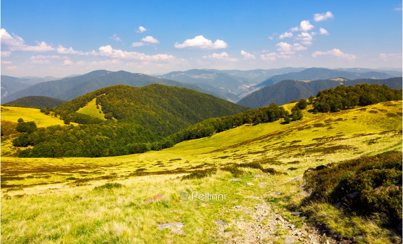 beautiful landscape of Krasna mountain ridge. grassy slopes and forested hill under the blue summer sky with fluffy clouds. location Carpathian mountains, Ukraine