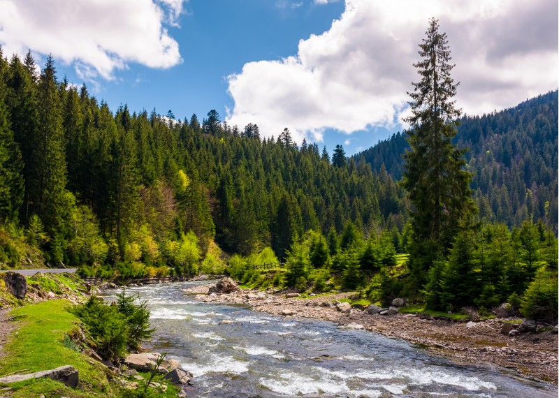 beautiful landscape with forest river in mountains. gorgeous springtime scenery on bright day with some clouds on a blue sky