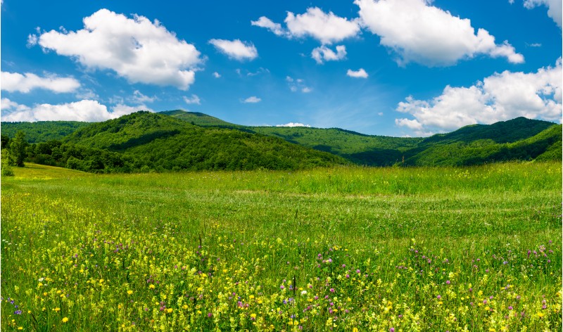 beautiful landscape with meadow in mountains. wild herbs on the ground and some clouds on a blue sky. gorgeous summer scenery