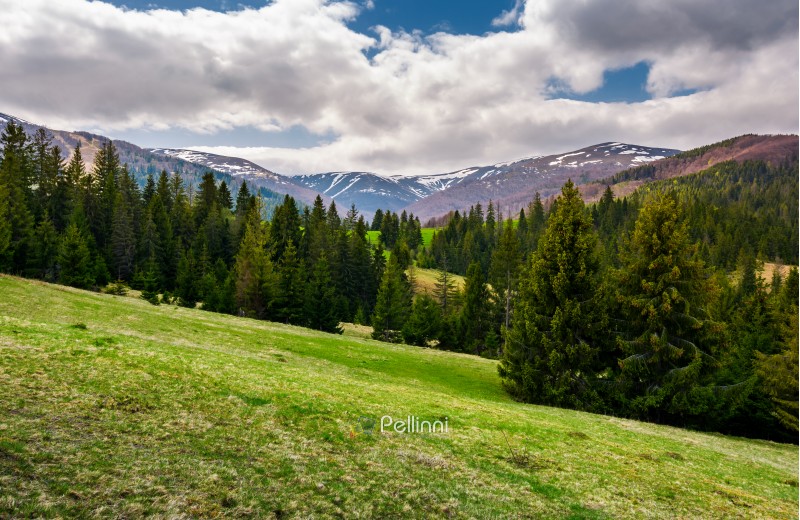 beautiful landscape with spruce forest. landscape of Borzhava mountain ridge in springtime. snowy mountain tops in the distance under the cloudy sky